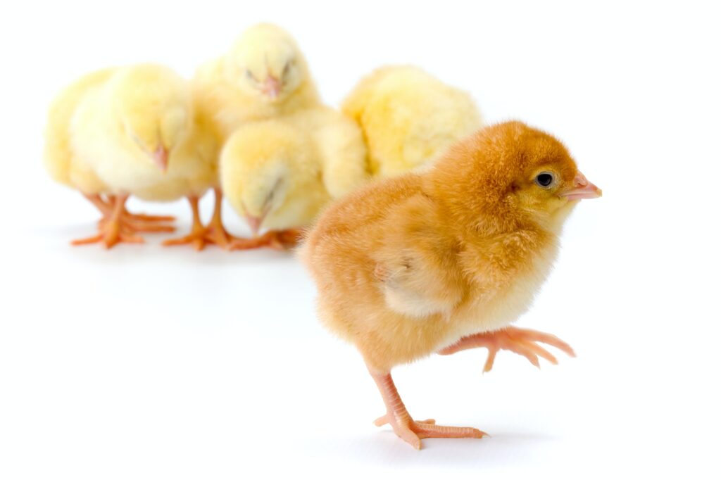 Newborn brown chicken walking away